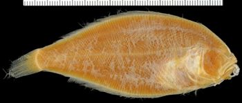 Media type: image;   Ichthyology 25981 Aspect: lateral blind